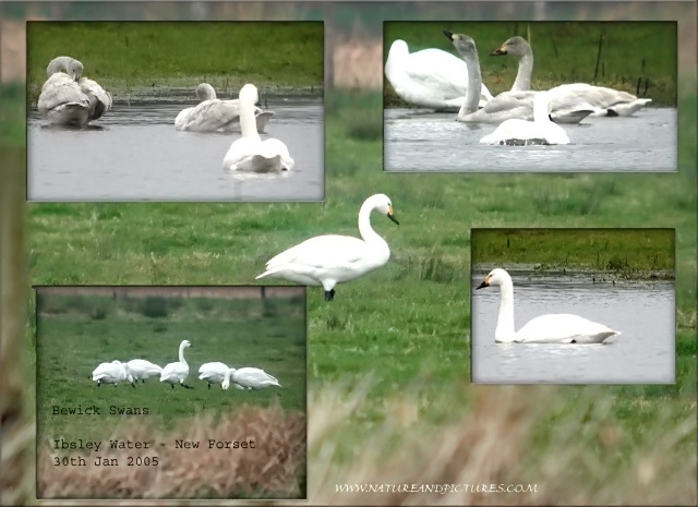 bewick's swan, bewick's swans-1.jpg - BEWICK'S SWANS - IBSLEY WATER, NEW FOREST - 30TH JAN 2005